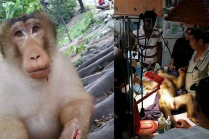 V zoo malajsie opice bušila petard v balení s občerstvením V zoo malajsie opice bušila petard v balení s občerstvením